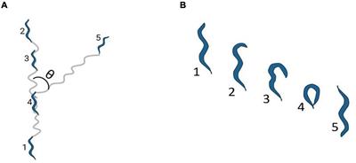 Neuropeptides and Behaviors: How Small Peptides Regulate Nervous System Function and Behavioral Outputs